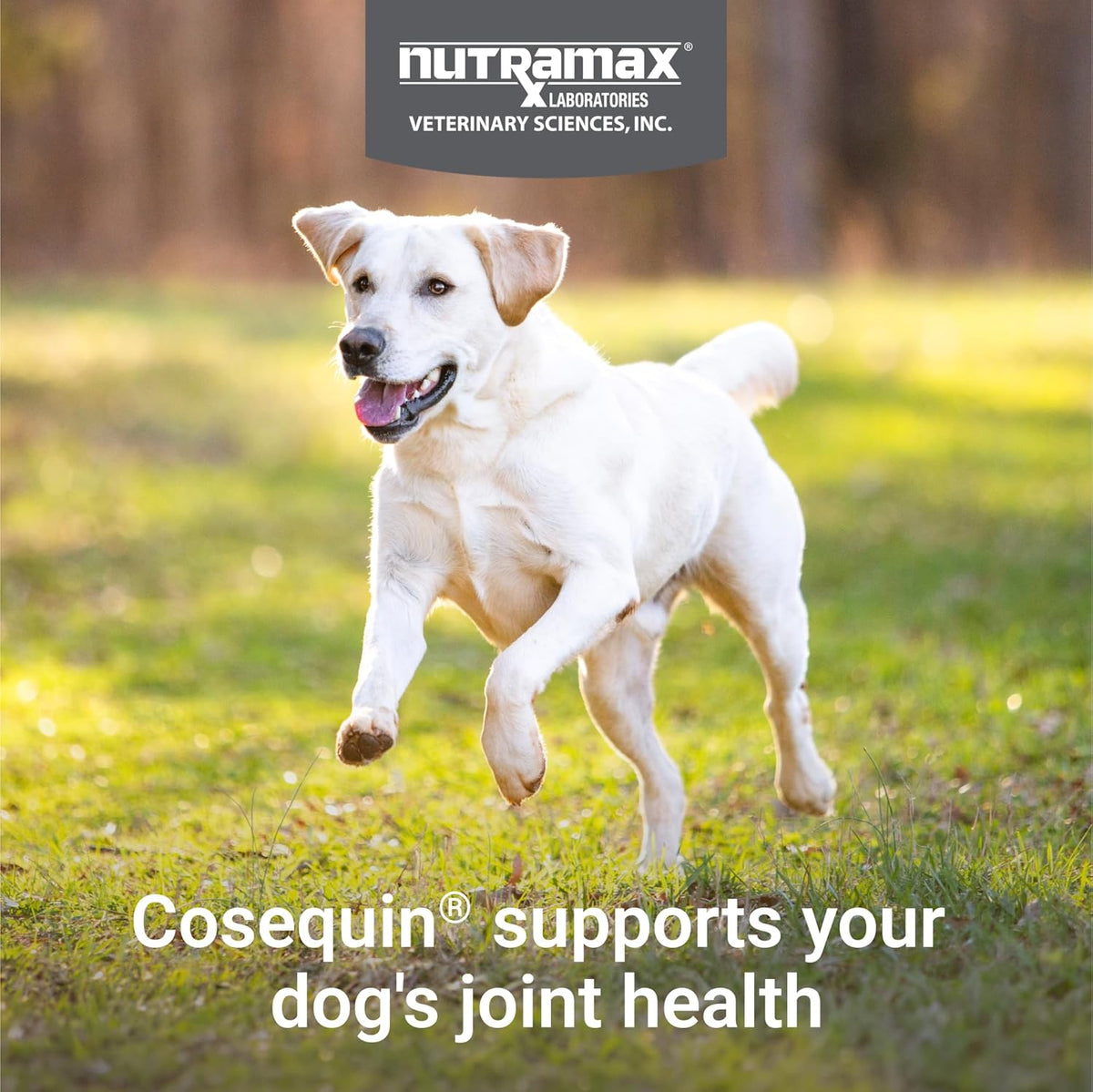 Nutramax dog joint health supplement bottle side profile showing active ingredients