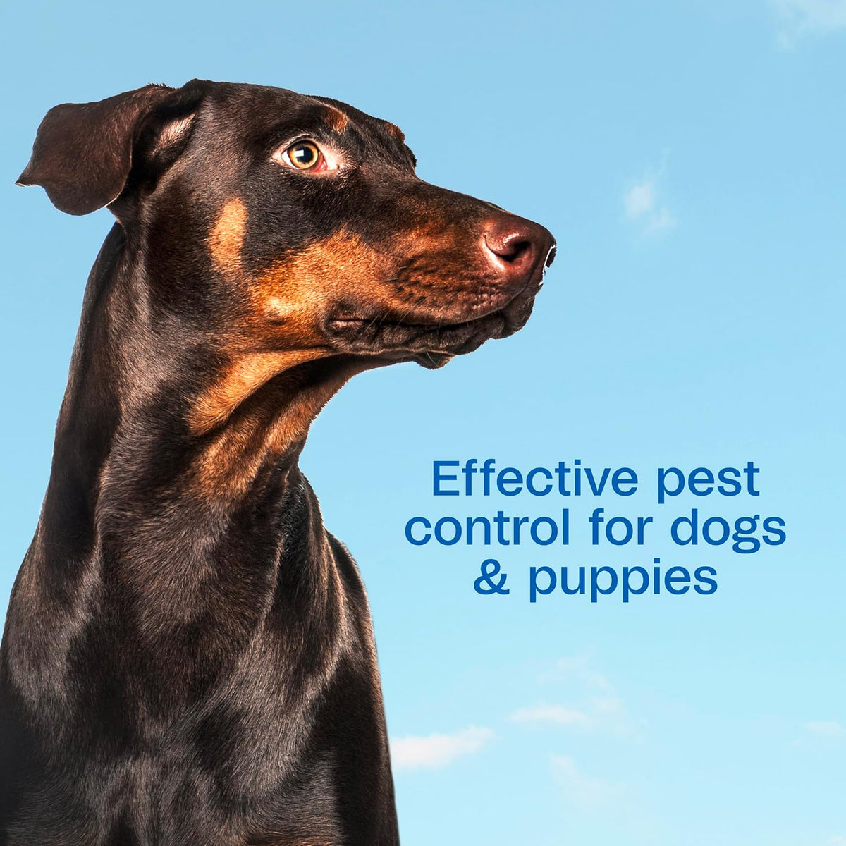 Creamy lather texture of ADAMS pet shampoo for managing flea infestations on dogs