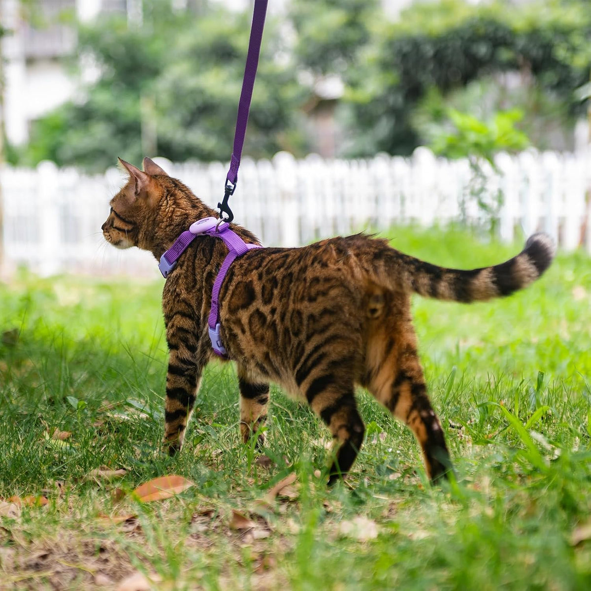 Close up shot of the secure adjustable plastic buckles on a lightweight cat vest