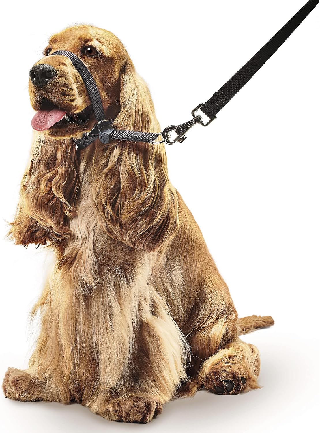 Beaphar anti pull training halter for medium dogs lifestyle view