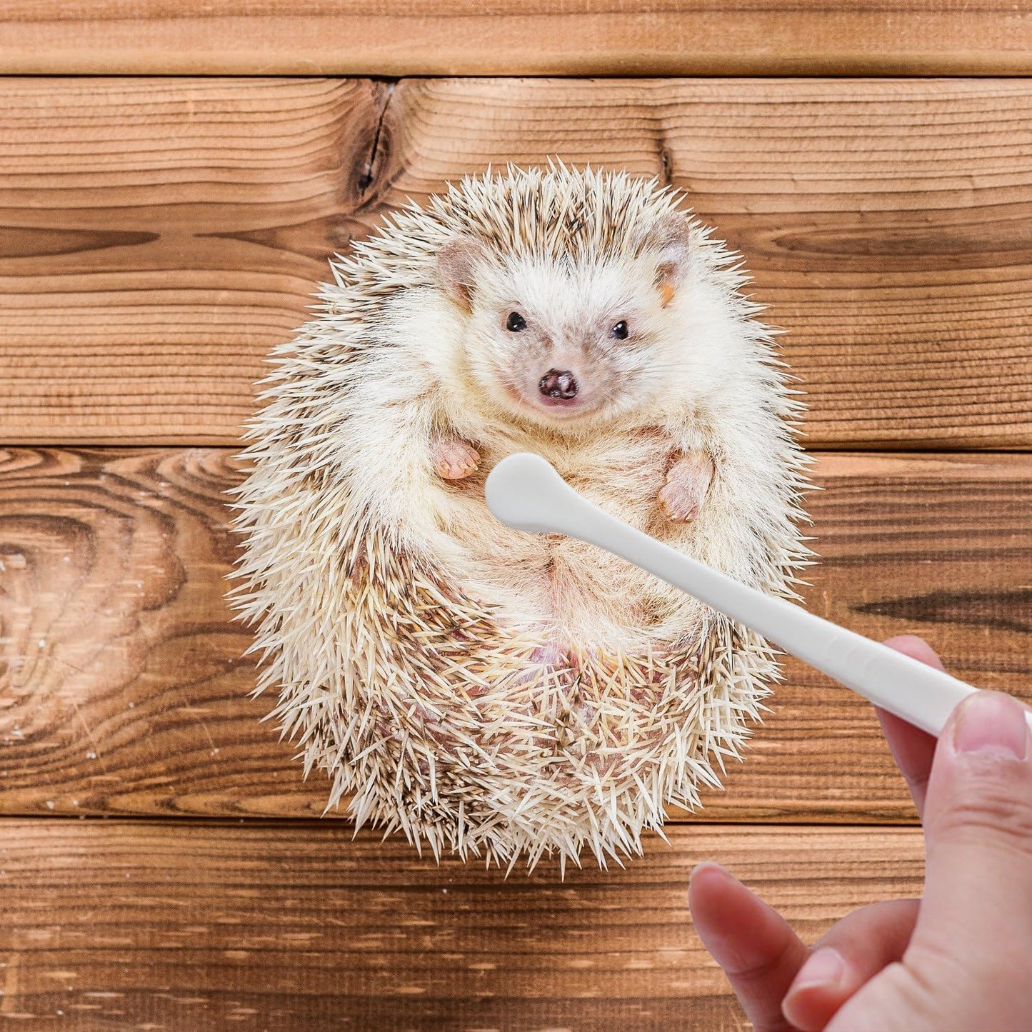 PUMEXFE premium exotic pet toothbrush highlighting the gentle nylon bristles for plaque removal.