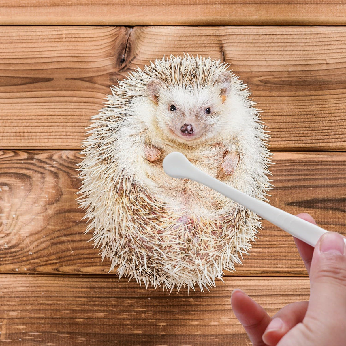PUMEXFE premium exotic pet toothbrush highlighting the gentle nylon bristles for plaque removal.