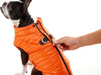 Small dog wearing blue Gooby puffer vest outdoors