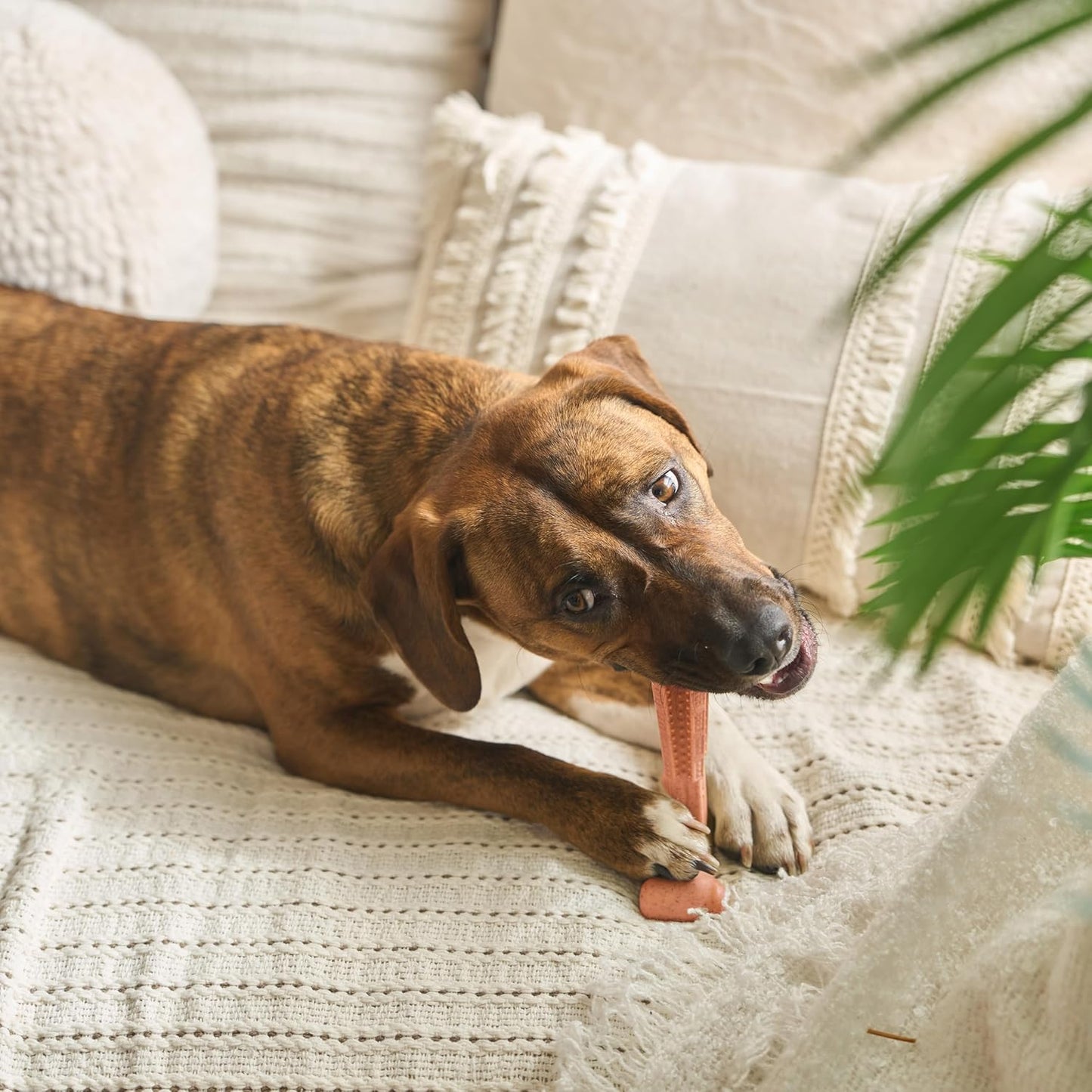 SPOT Bam-Bones Plus T Bone - Bamboo Fiber & Nylon Dog Chew Toy for Moderate to Aggressive Chewers, Durable Long Lasting & Non-Splintering, Beef Flavor Toy for Adult Dogs & Puppies Under 60 lbs, 6 in - Image 14