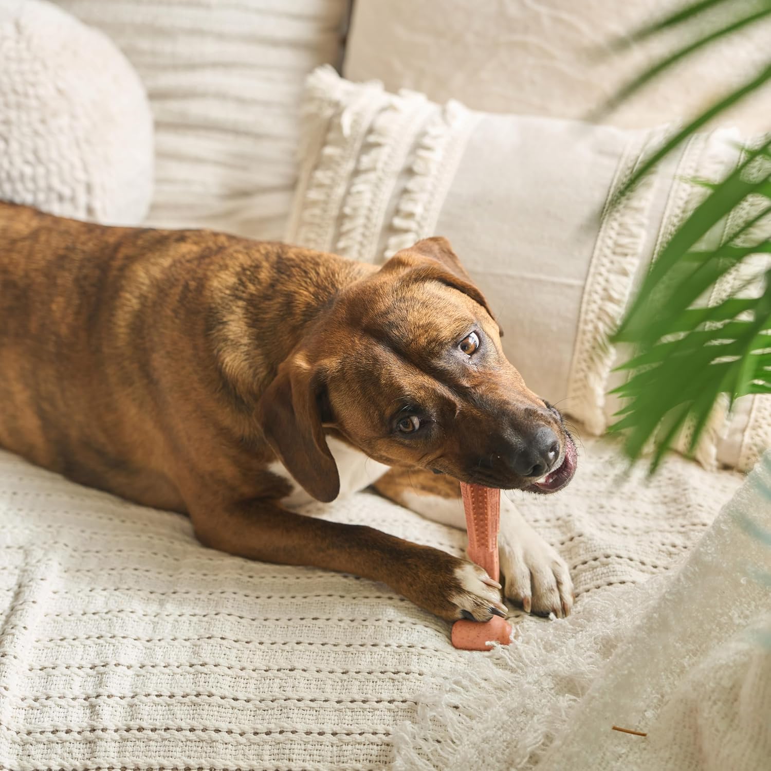 SPOT Bam-Bones Plus T Bone - Bamboo Fiber & Nylon Dog Chew Toy for Moderate to Aggressive Chewers, Durable Long Lasting & Non-Splintering, Beef Flavor Toy for Adult Dogs & Puppies Under 60 lbs, 6 in - Image 14