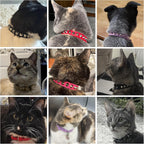 Dillybud premium imported leather pet collar for boy and girl cats