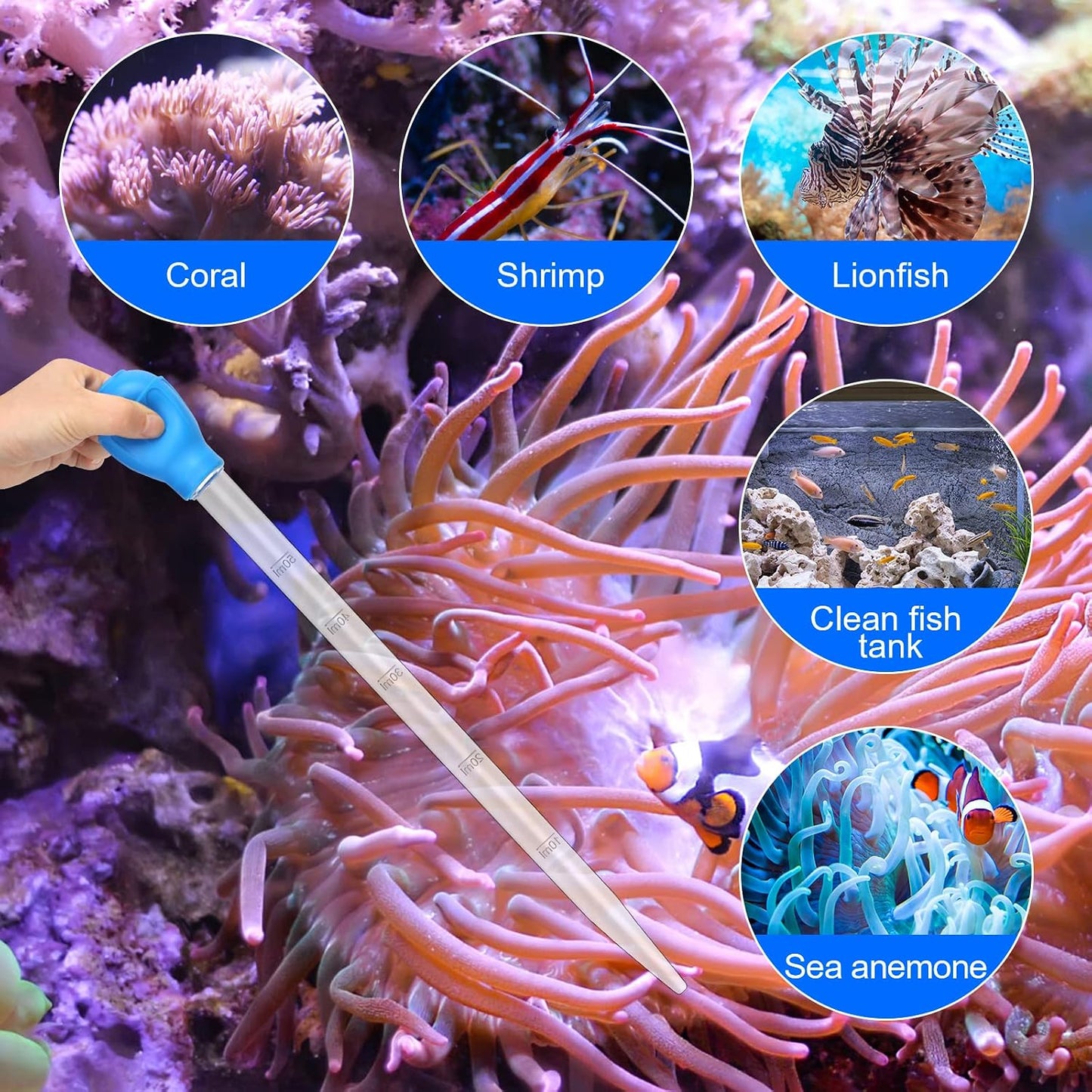 Aquarium maintenance tools for feeding anemones lionfish and corals safely