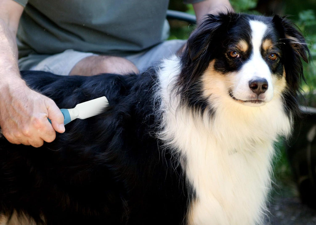 Pets First professional detangling brush being used on a long haired cat to clear matted fur