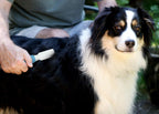 Pets First professional detangling brush being used on a long haired cat to clear matted fur