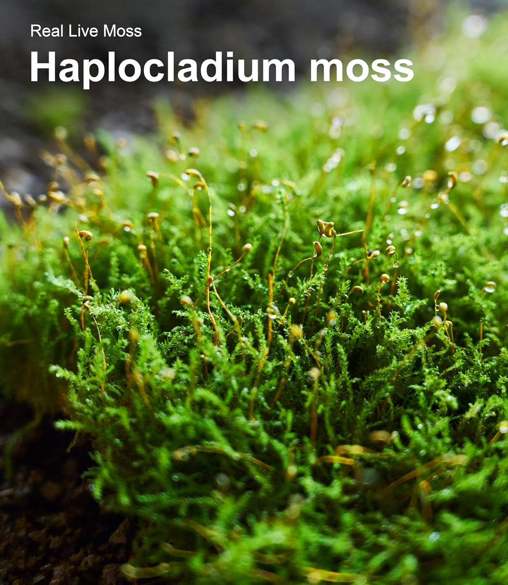 Live Moss Variety Pack for Reptiles- 3-Pack Mixed Real Terrarium Mosses (Each 3.5" x 7") - Live Sheet/Sphagnum Moss for Snake Gecko Turtle Frog Habitats, DIY Plant Dcor - Fresh Reptiles Substrate - Image 9