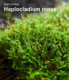 Live Moss Variety Pack for Reptiles- 3-Pack Mixed Real Terrarium Mosses (Each 3.5" x 7") - Live Sheet/Sphagnum Moss for Snake Gecko Turtle Frog Habitats, DIY Plant Dcor - Fresh Reptiles Substrate - Image 9