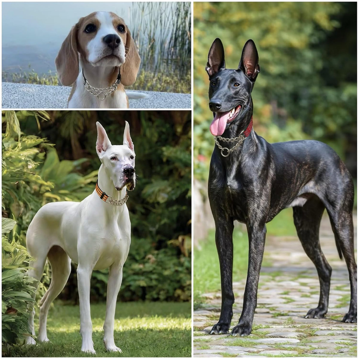 PUROAYET authentic USA imported pet training collar