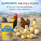 Healthy baby chicks in a brooder receiving natural daily wellness