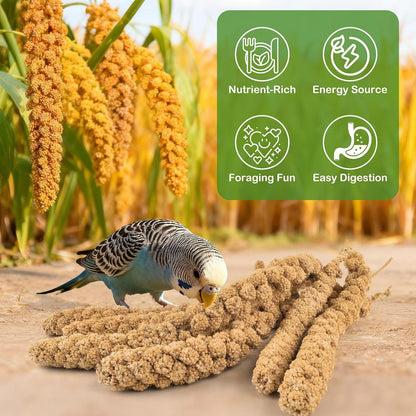 Hand-harvested millet snack for cockatiels and budgies