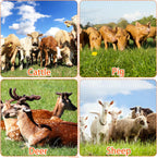 Yellow livestock scratch brush kit for farm animal hygiene