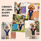 AVERYDAY formal outfit for medium large dogs showcasing the adjustable side security buckles