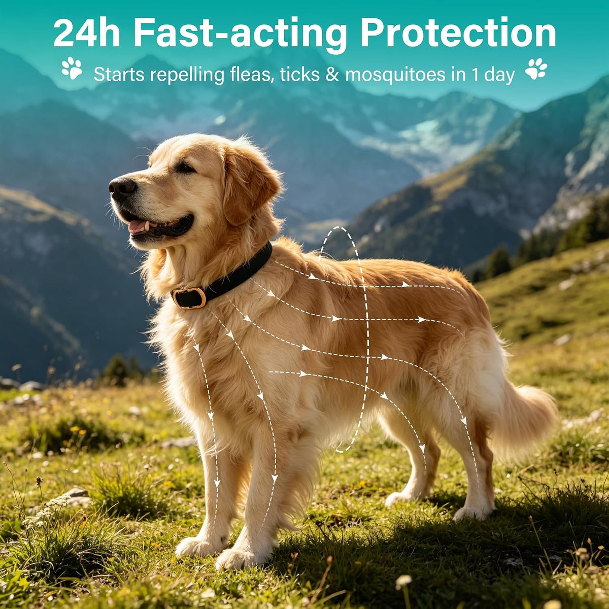 Flea and Tick Collar for Dogs 6 Pack, Natural Flea & Tick Prevention with Essential Oils, Waterproof Adjustable Dog Collar for Small Medium Large Dogs, Black & Gold - Image 5