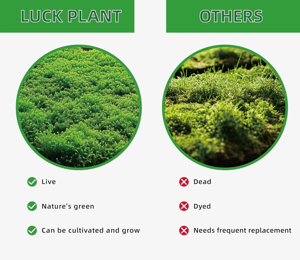 LUCKYRUNES moss for snake and turtle enclosures