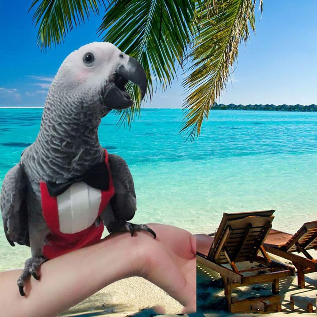 Pet bird wearing Qbleev tuxedo flight suit during indoor out-of-cage activity