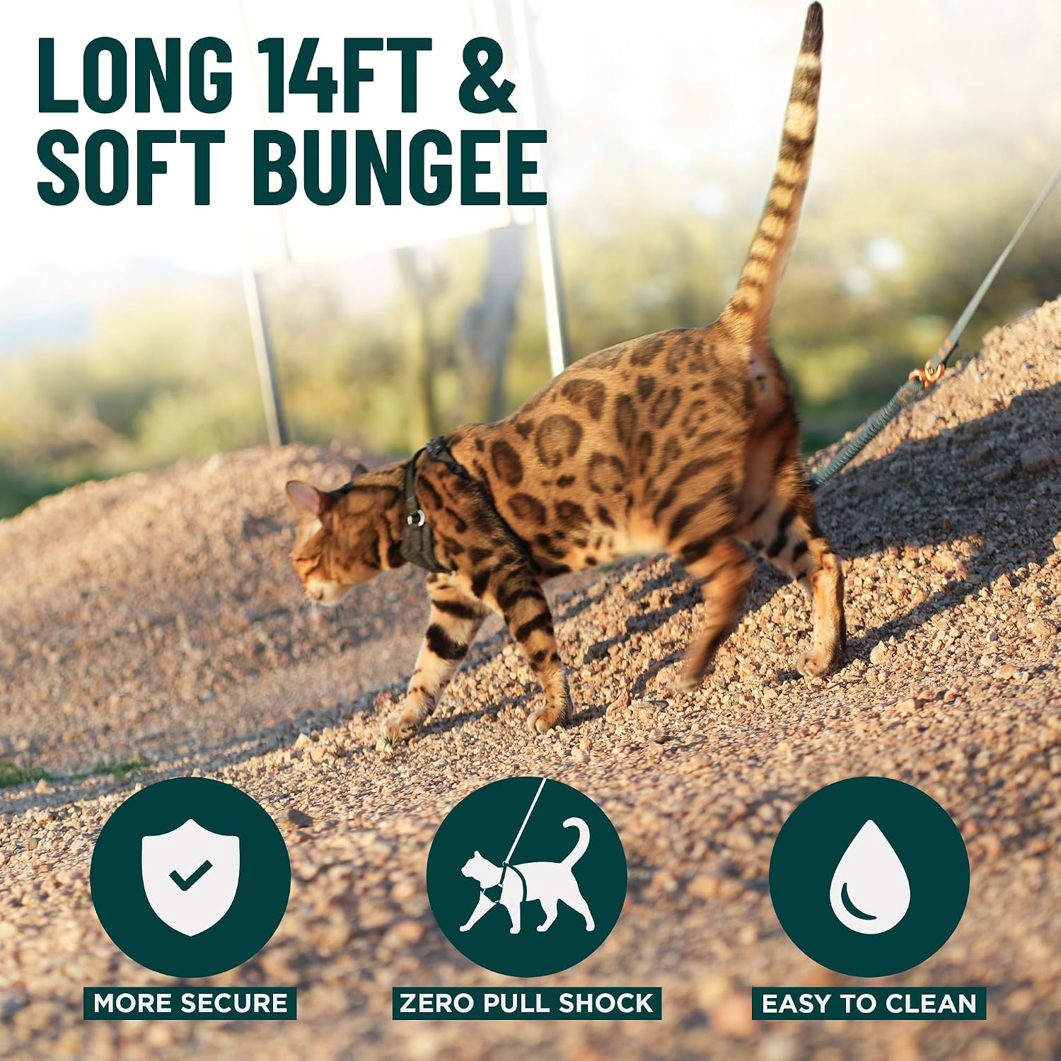 Small dog walking with 14ft OutdoorBengal Kushma leash