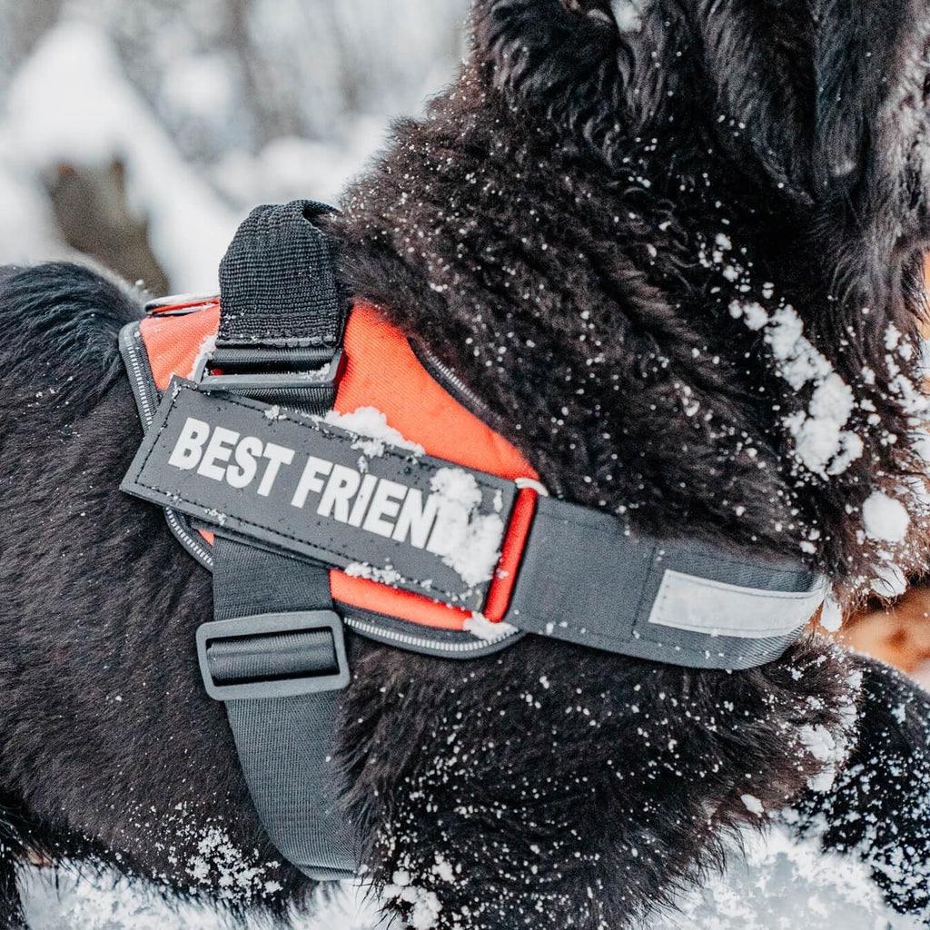 DOGGYKINGDOM Personalized Dog Harness with Custom Name Patches, Adjustable Reflective No Choke Dog Vest with Handle for Medium Sized Dog, Blue, M - Image 9