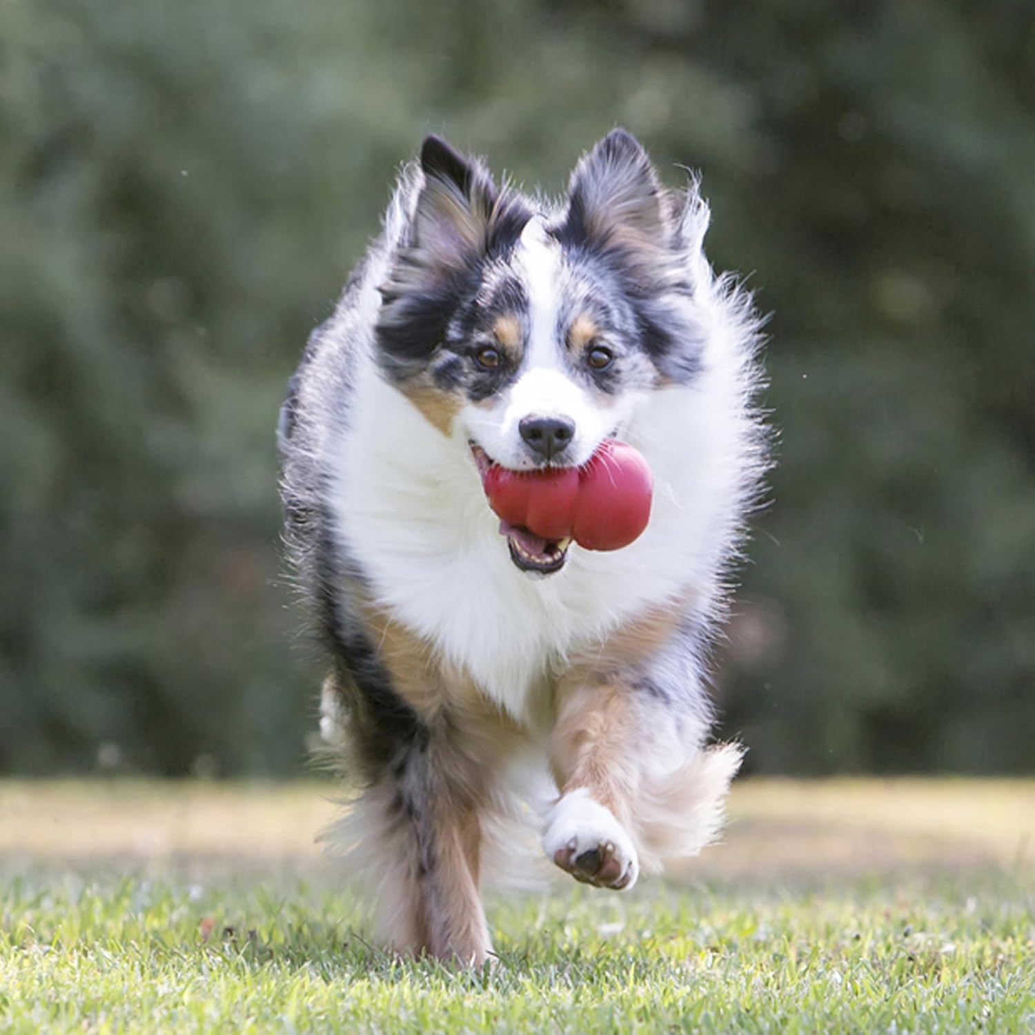 Large size KONG Classic dog chew toy showing the hollow treat-filling center
