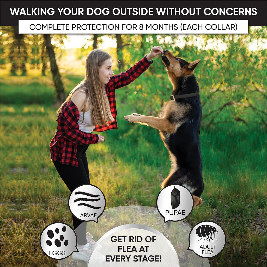 Close-up of TevraPet pest prevention collar for dogs