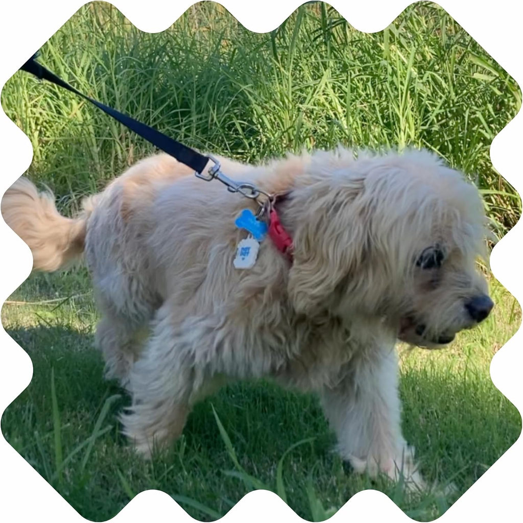 DEET free cedarwood and geranium oil tick stickers for puppy and kitten safety