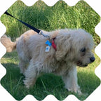 DEET free cedarwood and geranium oil tick stickers for puppy and kitten safety