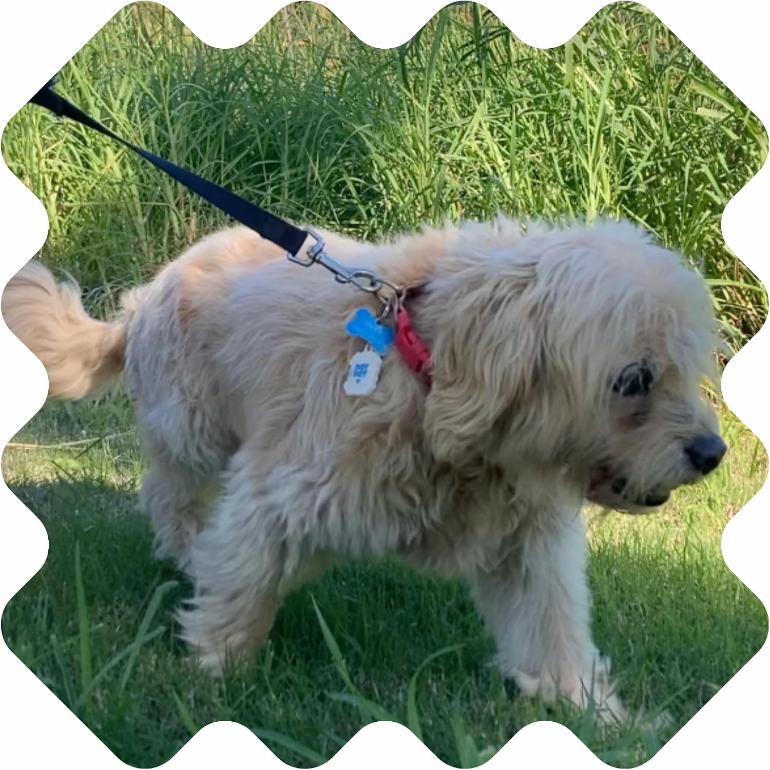 DEET free cedarwood and geranium oil tick stickers for puppy and kitten safety