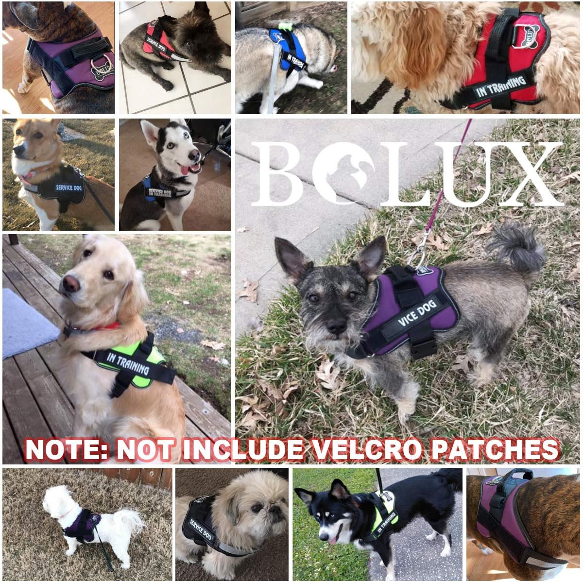 Bolux reflective dog vest in low light conditions