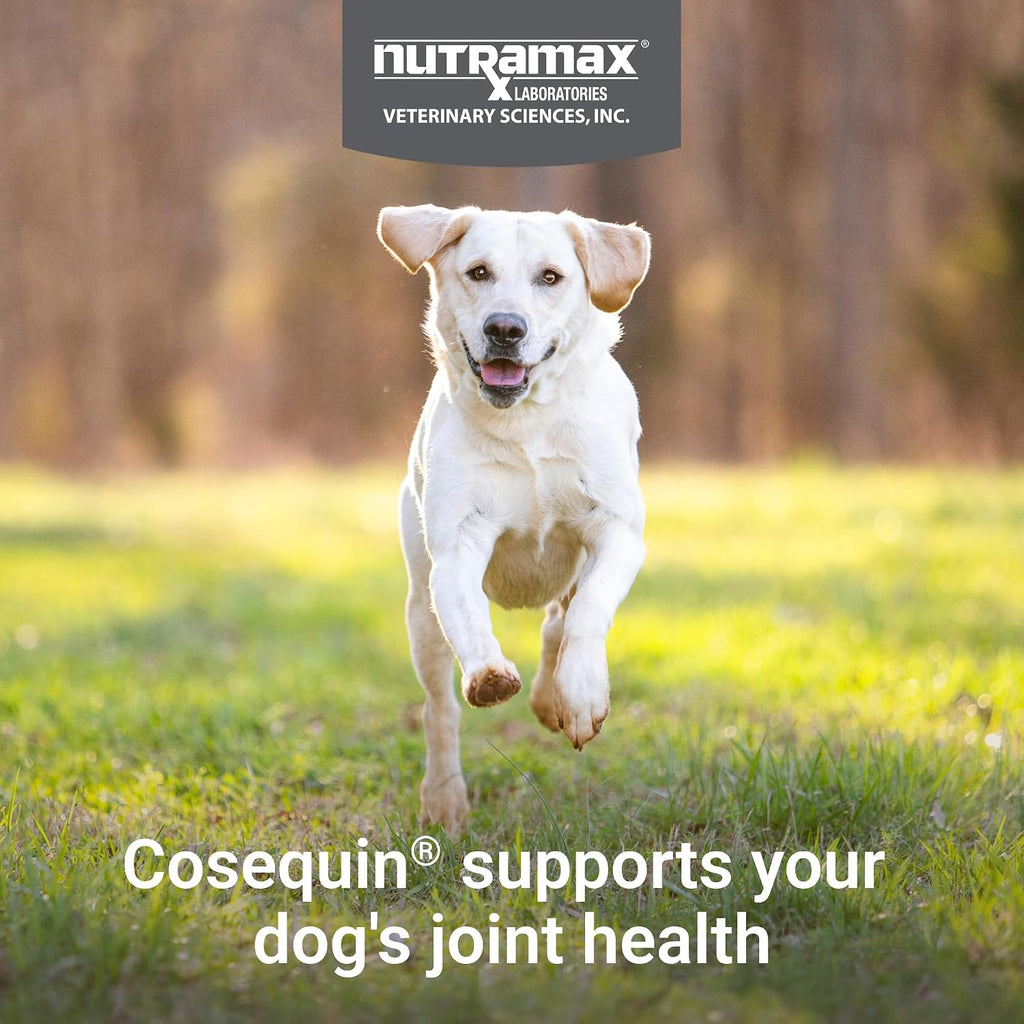 Premium imported dog hip and joint care chews for adult and senior dogs