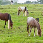 Side profile of Gindoor horse scratching post pad