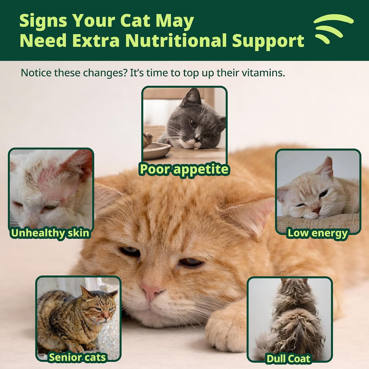 Jazzy Fuzzy chicken flavored liquid multivitamin for senior cats