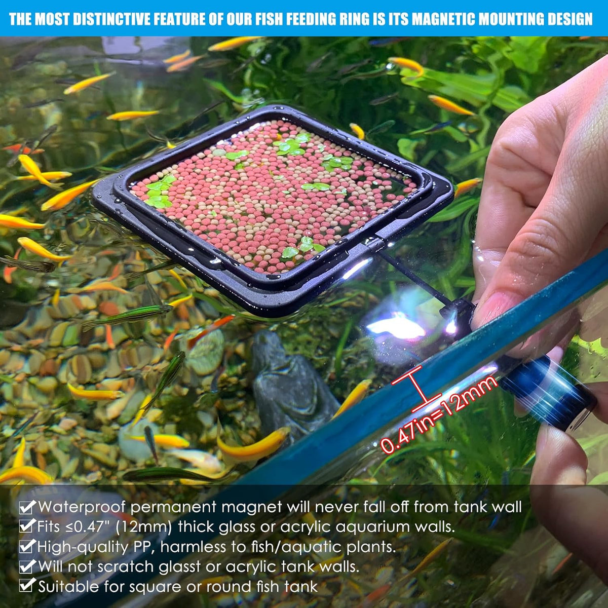 NestBasics fish feeding ring holding floating pellets in place