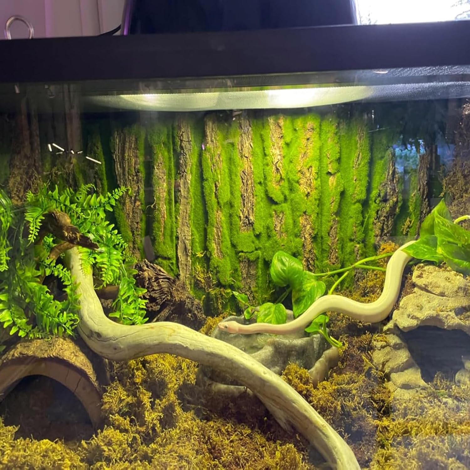 Reptile safe cork bark wall decoration ideal for tortoises lizards and frogs.