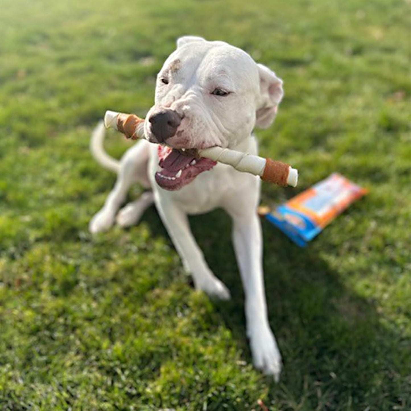 Natural ingredients highlighted on Cadet dog chew pack