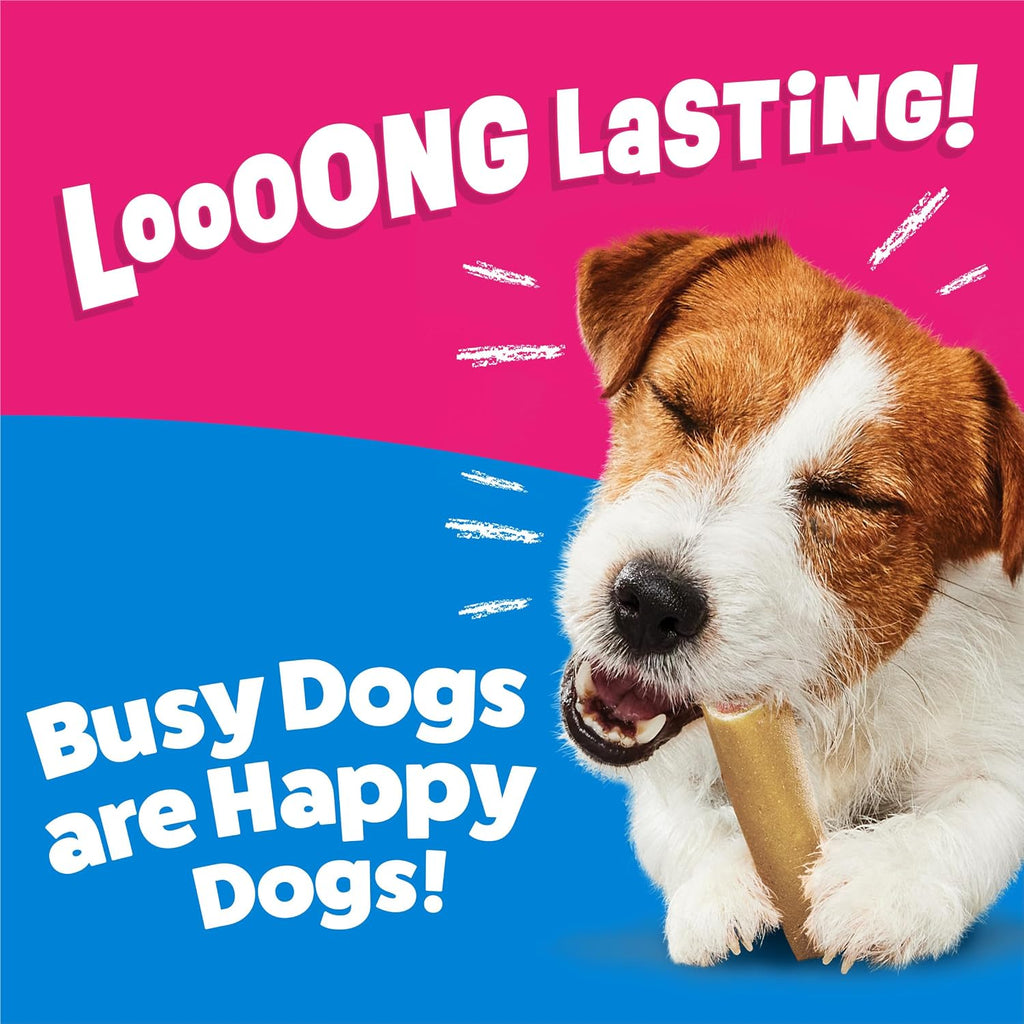 Small dog enjoying Purina Busy Bone dental chew
