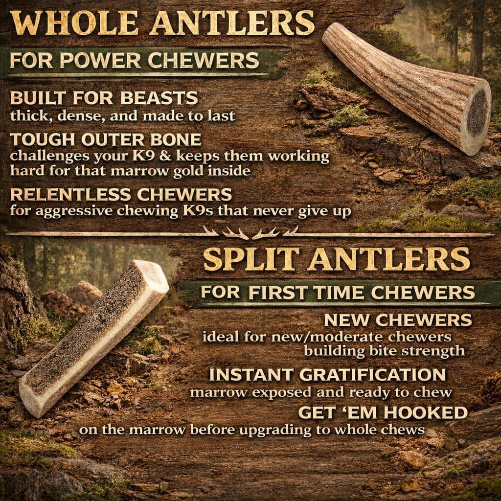 Durable elk antler dog chew showing marrow texture