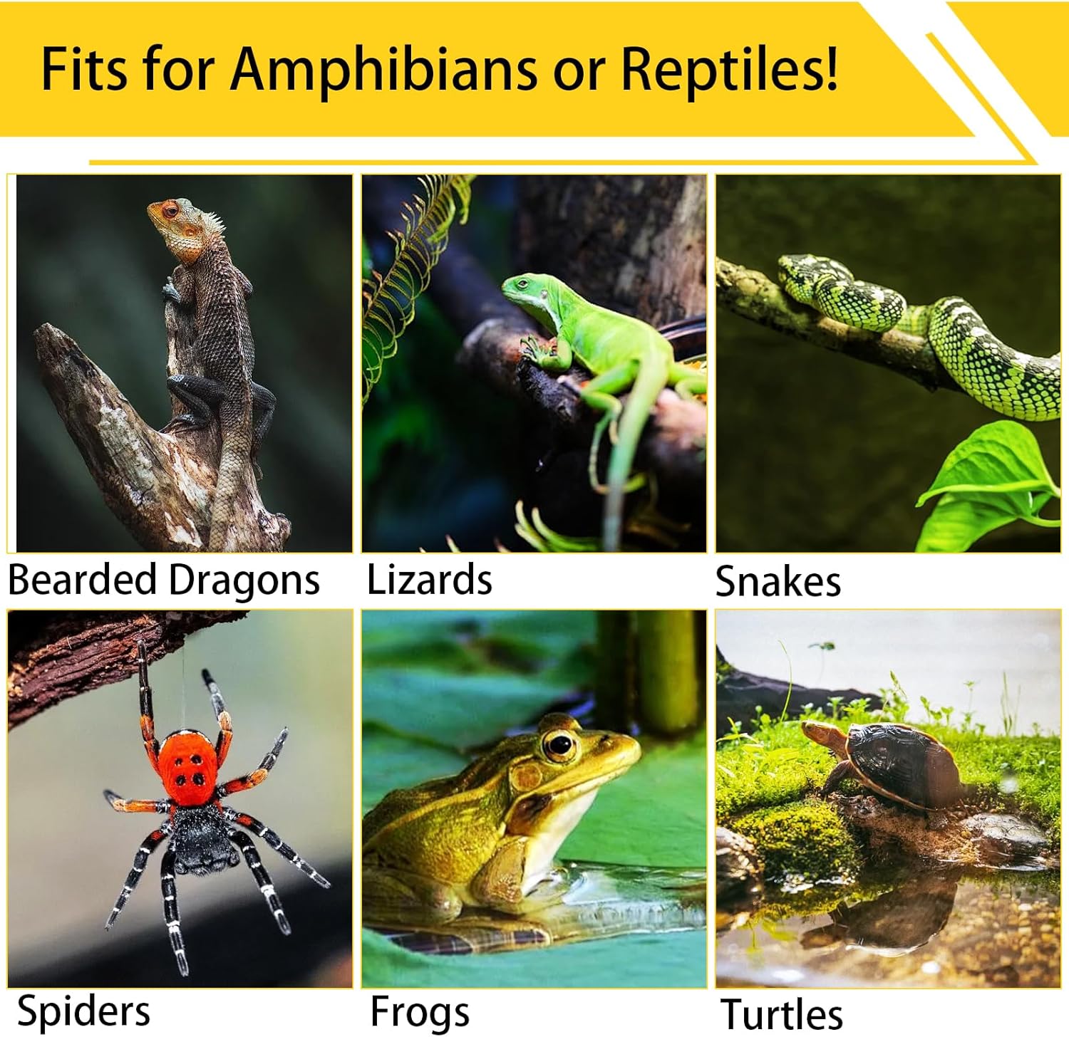 Authentic USA imported reptile tank background setup inside a glass terrarium