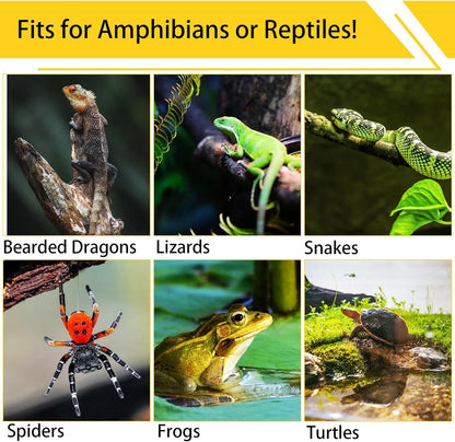 Authentic USA imported reptile tank background setup inside a glass terrarium