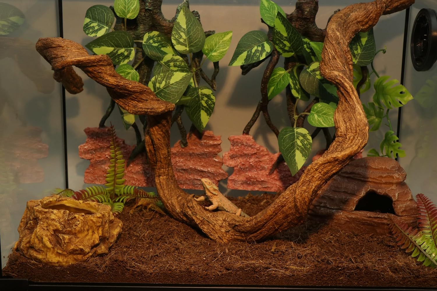 Bearded dragon using the flexible reptile twist climber vine