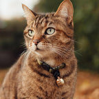 Beau's Bells V2 attached to a cat collar