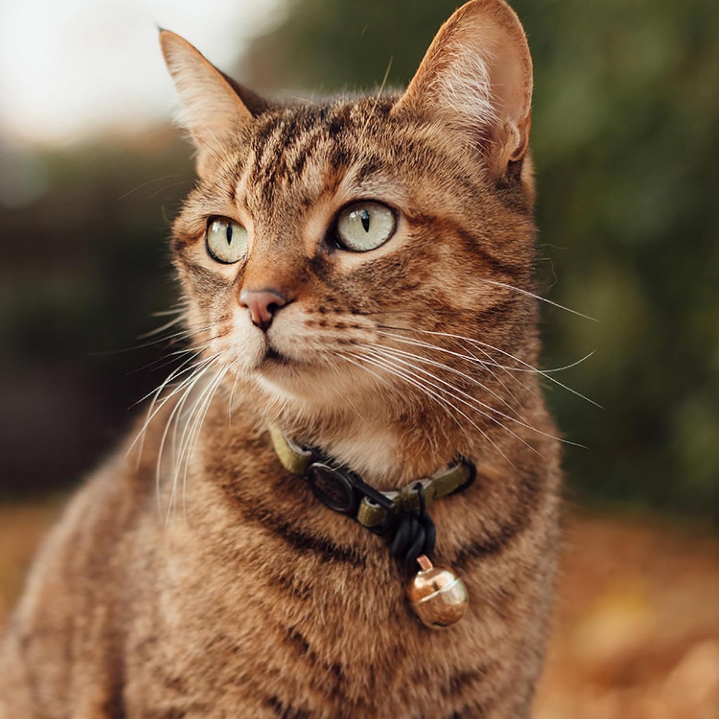 Beau's Bells V2 attached to a cat collar