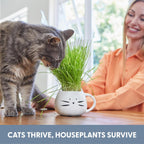Close up view of vibrant green organic wheatgrass shoots providing natural fiber for felines.