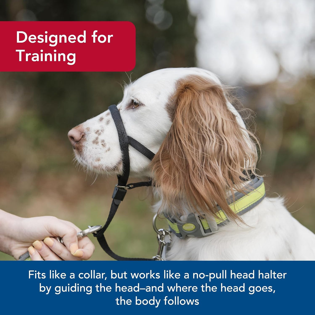 Quick drying polyester pet head collar showing heavy duty quick release buckle closure