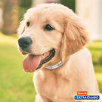 Orange flea and tick collar for large dogs