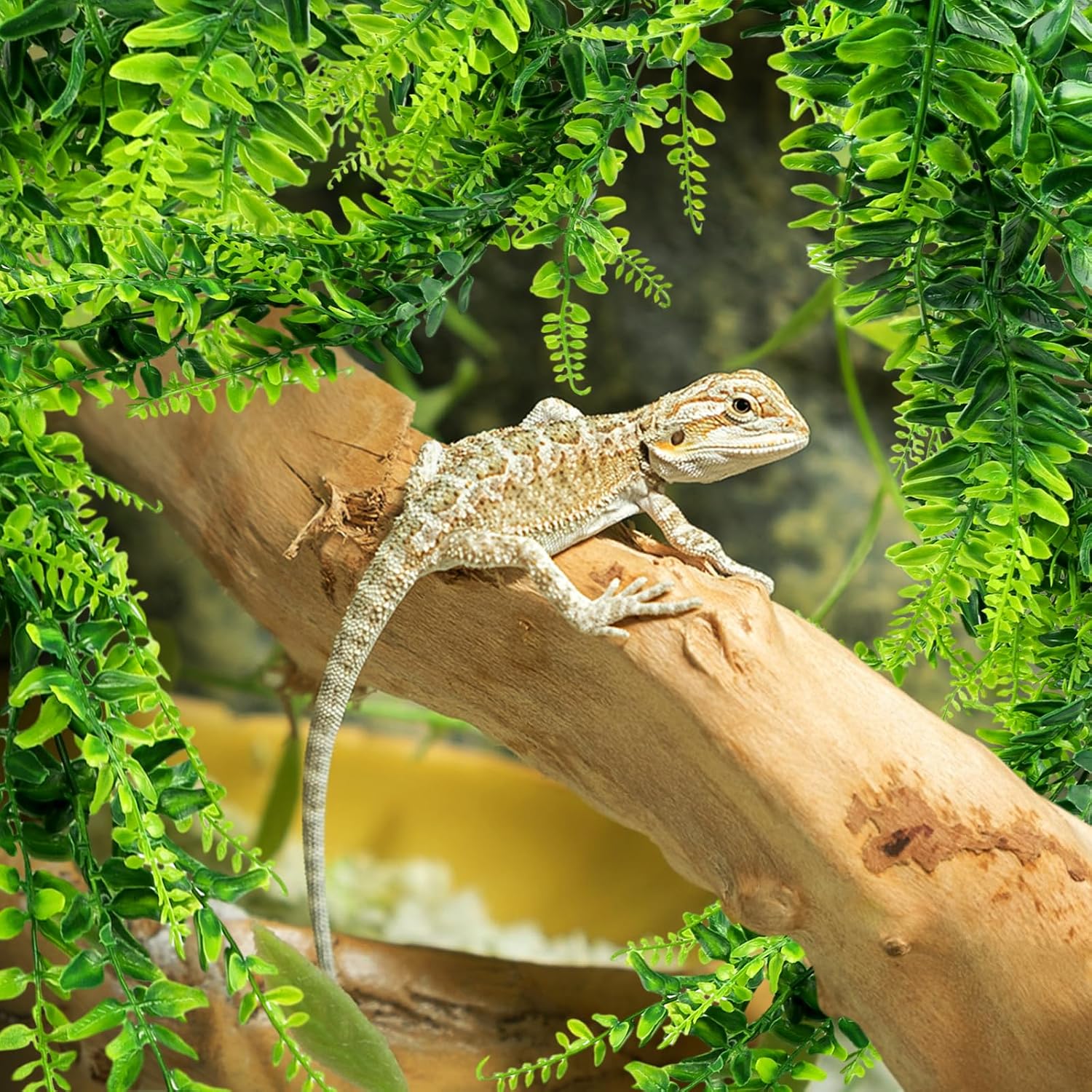 Two pack set of Quozuo hanging reptile plants displayed side by side.