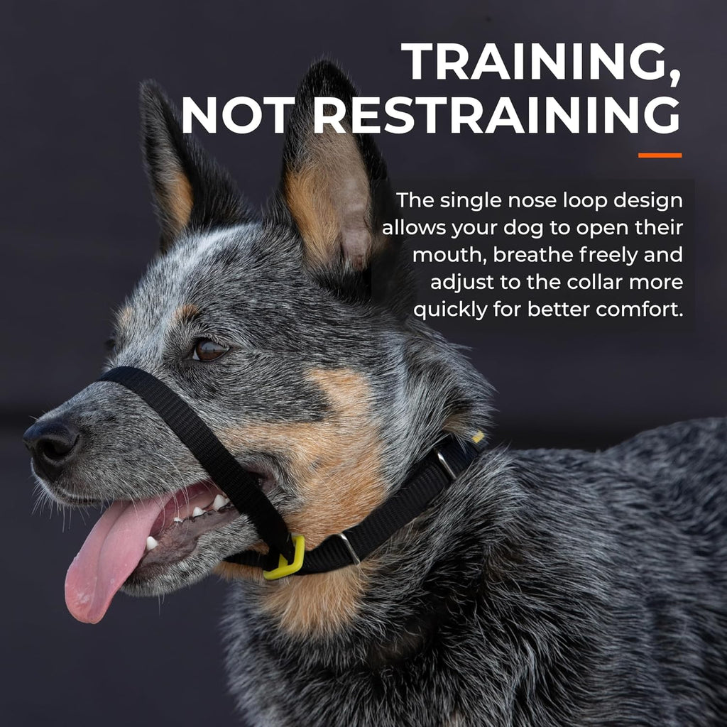 Anti pull dog training collar with secure steel d rings