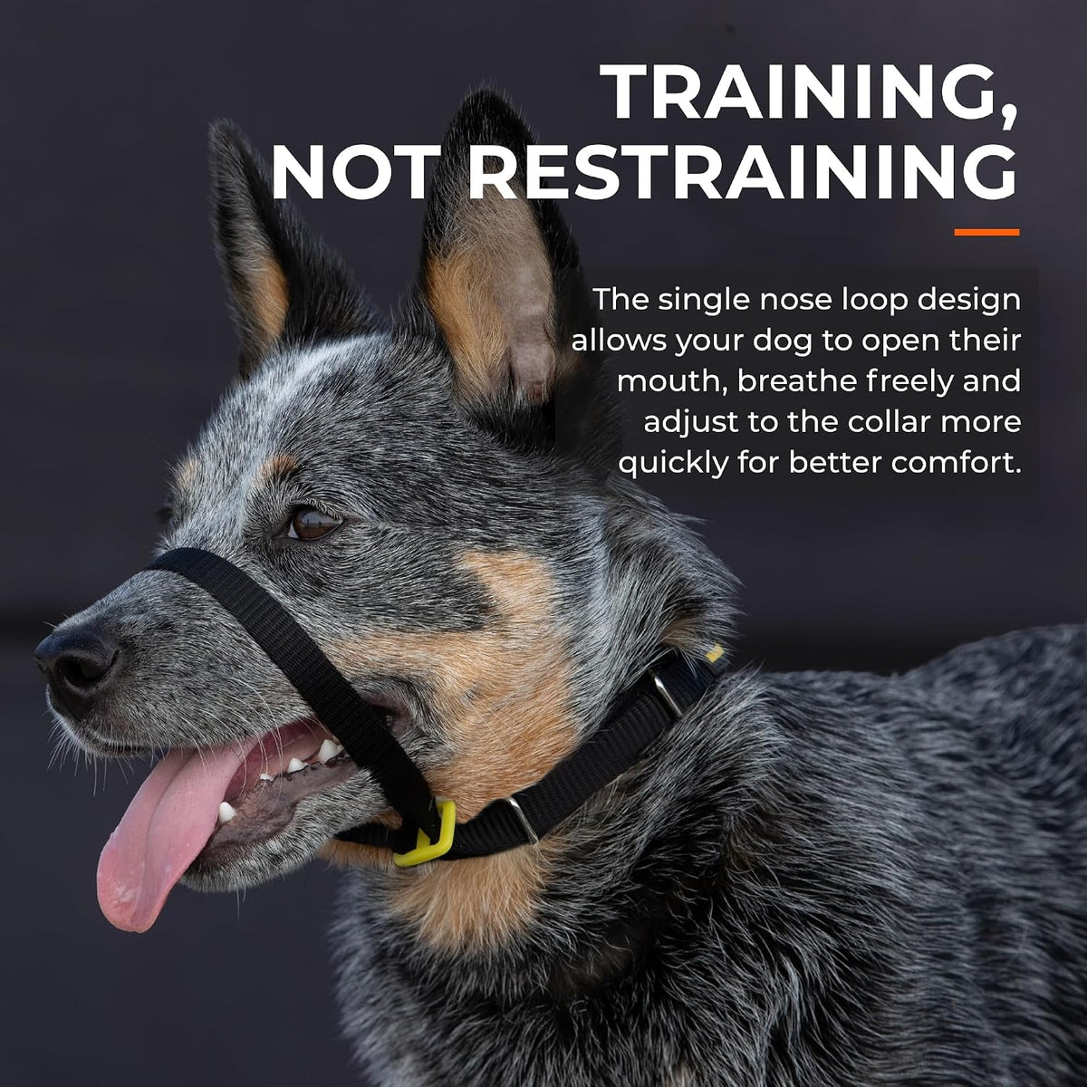 Safe and comfortable training collar showing adjustable nose loop mechanism.